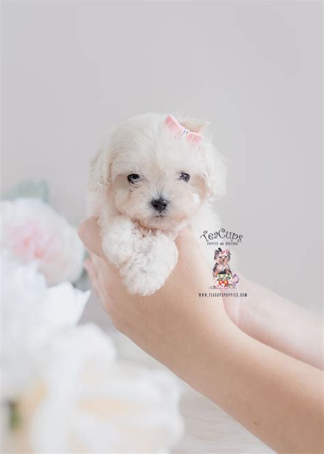 Malti poos require frequent human companionship. South Florida Maltipoo Breeder | Teacups, Puppies & Boutique