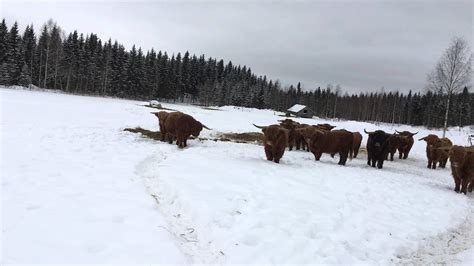 Scottish Highland Cattle In Finland Bulls Come Here Ylämaankarja