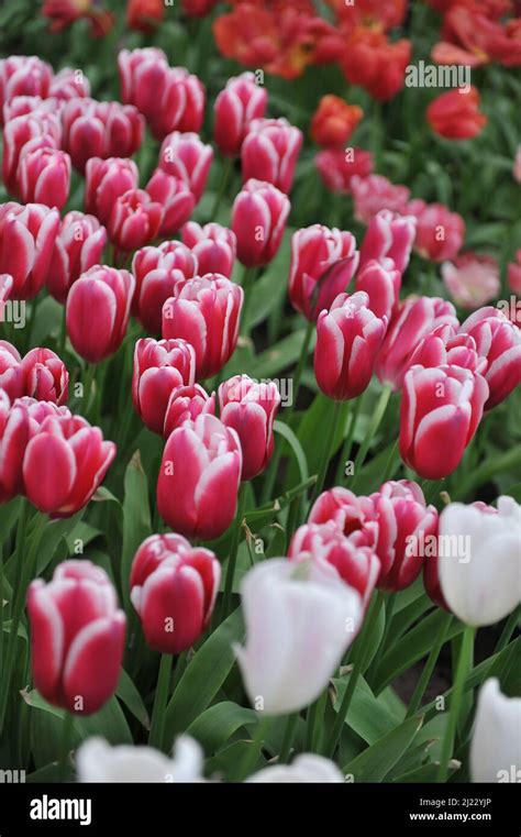 Red With White Edges Triumph Tulips Tulipa Lornah Bloom In A Garden