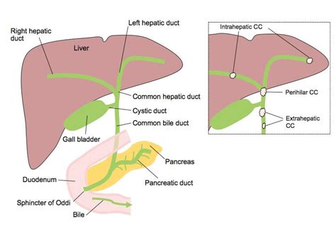 The liver is a roughly triangular organ that extends across the entire abdominal cavity just inferior to the diaphragm. Liver_CC Diagram WEB.jpg | AMMF