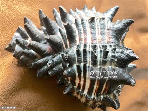 Black Conch Shell Photos Et Images De Collection Getty Images
