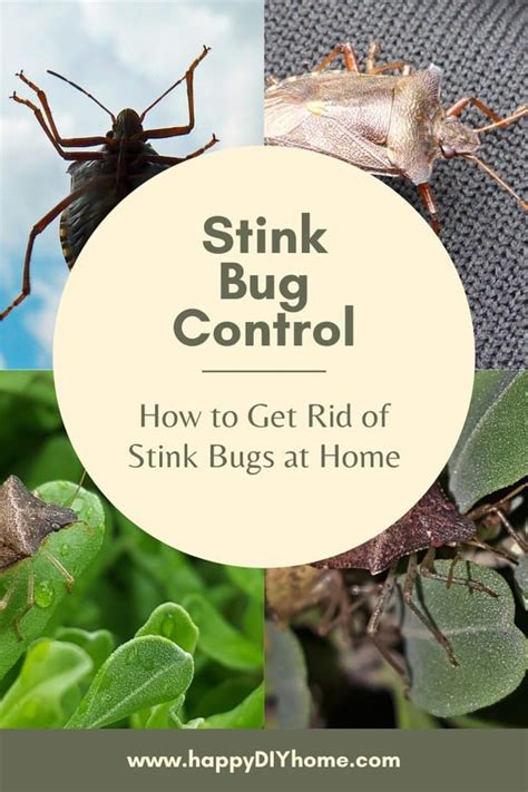 Stink Bug Infestation How To Get Rid Of Stink Bugs At Home Happy Diy