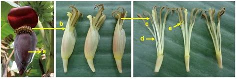 The Inflorescence Of Banana A Male Bud B Male Flowers C Anthers