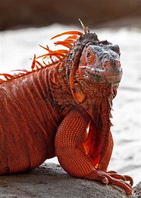 Red Iguana Stock Image Image Of Isolated Flame Crested 83347061
