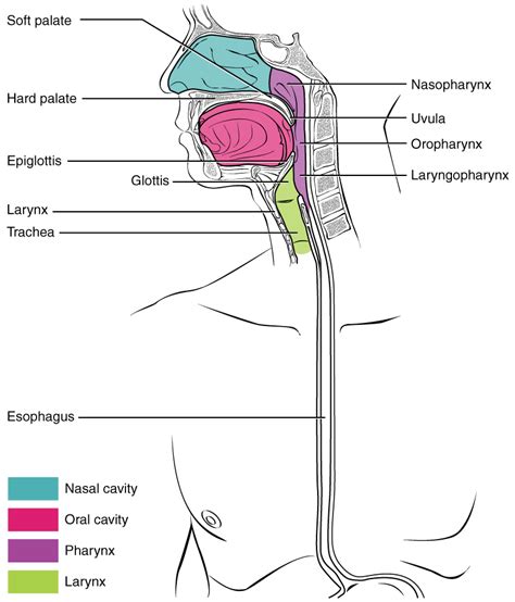 The Mouth Pharynx And Esophagus · Anatomy And Physiology