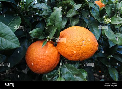 El Naranja Amargo Citrus X Aurantium Es Un Híbrido Entre Citrus Maxima Y Citrus Reticulata