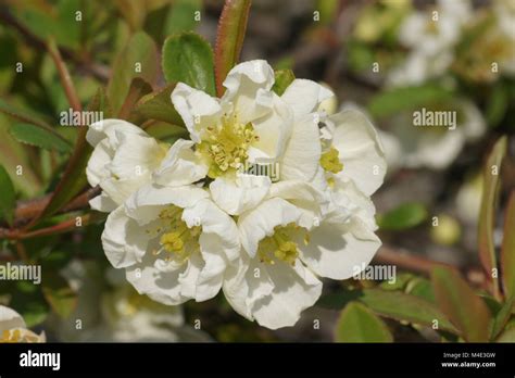 Chaenomeles Japonica Var Alba White Flowering Quince Stock Photo Alamy