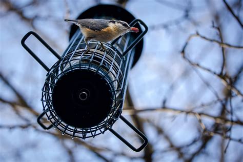 How To Feed Birds Safely This Winter Audubon