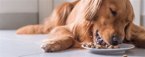 When you bring home a new puppy that was not raised on raw, it can be a bit trickier to get him started. Why Do Dogs Eat Quickly - Wag!