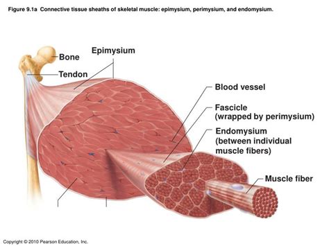 Skeletal Muscle Cell Fascicle