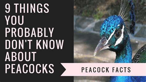 You know why a glass frog is known as such? Peacock Facts and Information | 9 Interesting Facts About ...
