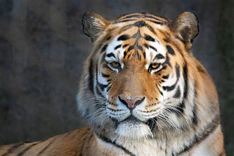 Bengal Tiger Wallpaper 4k Portrait Closeup Photography