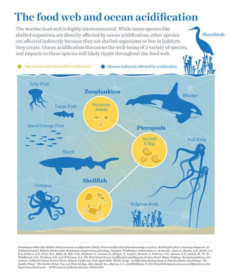 A Rippling Effect Ocean Acidification And Food Webs Ocean