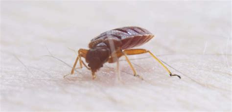 Investigate Bed Bugs Pointe Pest Control
