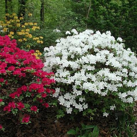 White Azalea Japanese Evergreen Shrub Plants From Gardeners Dream Uk