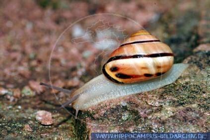 Cepaea nemoralis is hermaphroditic and mates more than once. Cepaea nemoralis alias Grove snail, Brown-lipped snail ...