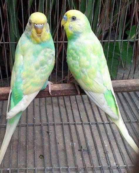 Rainbow Budgies Complete Guide Photos Videos