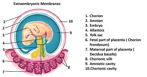 General Embryology Iii