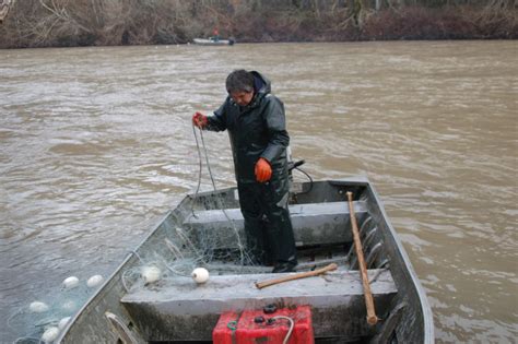 Nisqually Tribe Among Others Closes Fishery To Protect Salmon