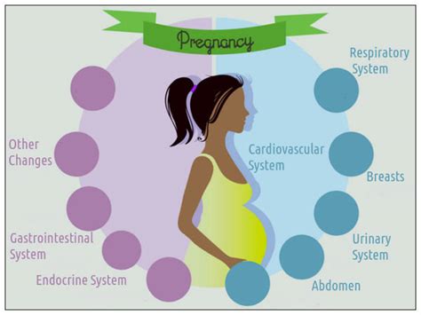 Physiological Changes During Pregnancy