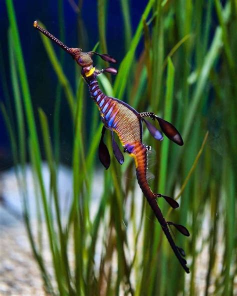 Gorgeous Weedy Sea Dragon These Sea Dragons Lay About 120 Eggs At A