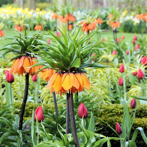 Fritillaria Bulbs For Sale Easy To Grow Bulbs