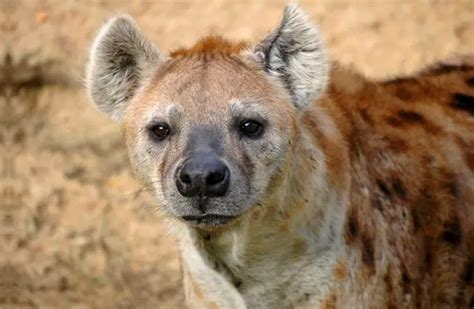 Hyena Description Habitat Image Diet And Interesting Facts