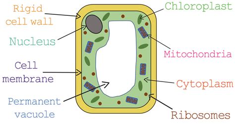 Animal Cell And Plant Cell Diagram Gcse What Are Cells Bbc Bitesize