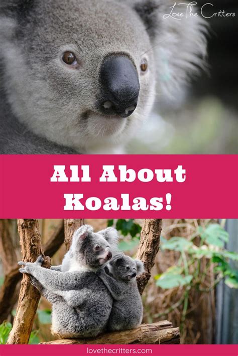 All About Koalas With Interesting Facts Fun Facts About Koalas