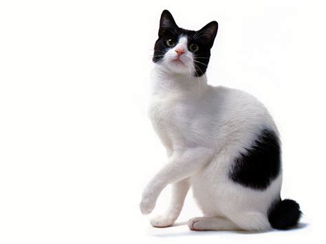 Jlm Scans Cat Breed Japanese Bobtail Black And White Display Full