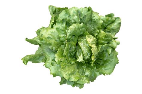Butter Head Lettuce Vegetable For Salad Close Up Stock Image Image Of