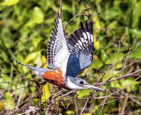 Kingfisher In Flight Photograph By Richard La Belle Fine Art America