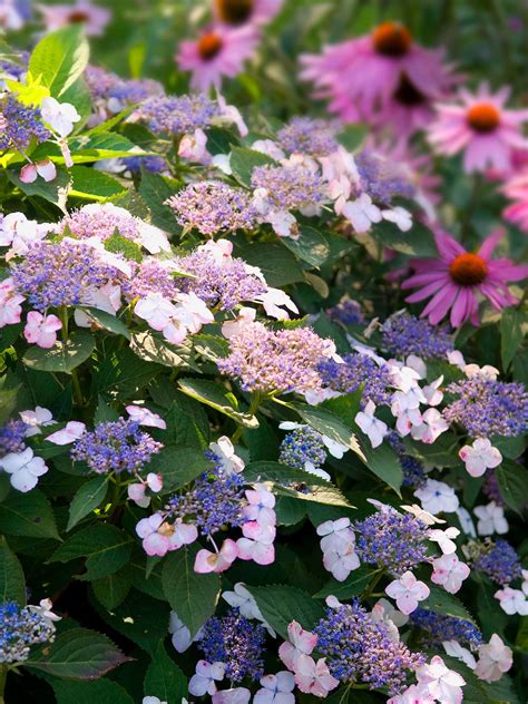 Here S How To Choose The Best Hydrangeas For Your Garden Shade Garden
