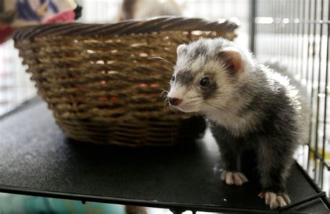 Top 10 reasons ferrets make good pets. Legal 'Weasels' - The New York Times