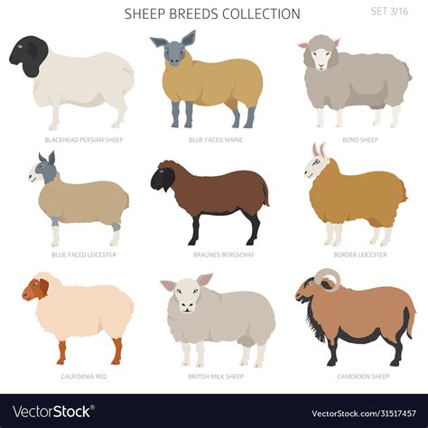 Sheep Breeds Collection 4 Farm Animals Set Flat Vector Image