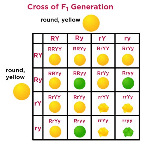 In the resulting f2 generation: How To Do A Dihybrid Cross - sharedoc