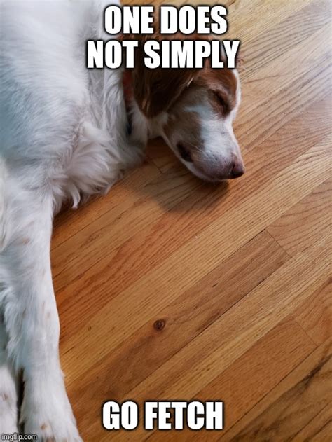 29 Funny Tired Dog Memes Factory Memes