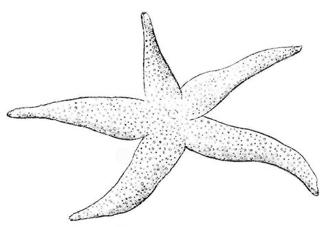 You can use our amazing online tool to color and edit the following starfish coloring pages. Free Printable Starfish Coloring Pages For Kids