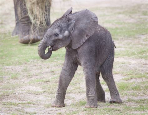 Free Photo Baby African Elephant Africa African Animals Free
