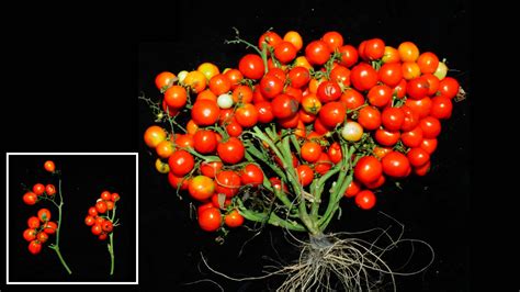 New Gene Edited Tomato Could Be Huge For Urban Agriculture Modern Farmer