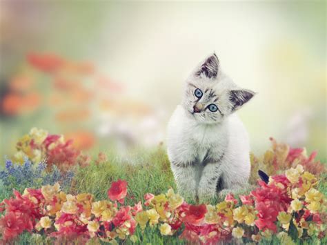 Cats Kittens Glance Grass Hd Wallpaper Rare Gallery
