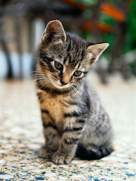 Kitten Wallpapers Free Hd Download 500 Hq Unsplash