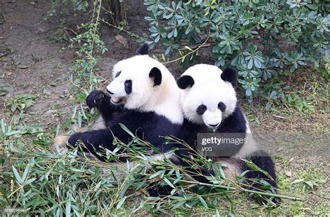 Giant Panda Mei Lun And Giant Panda Mei Huan Eat Bamboos At Chengdu