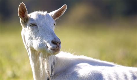 Largest Goat Breeds Farmhouse Guide