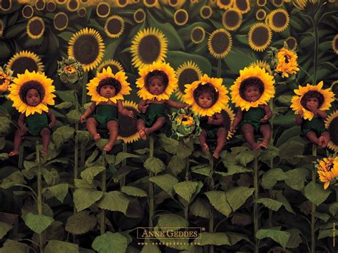 Anne Geddes Sunflowers Artistas Famosos Artistas Fotos