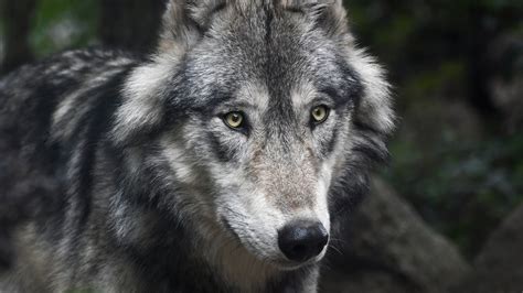 Download Wallpaper 1366x768 Predator Wolf Muzzle Animal Tablet