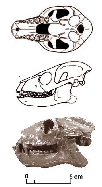 Notharctus Skull And Dentition