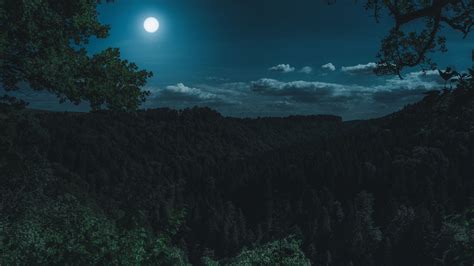 Green Forest Trees Night Moon Nature 1920x1080 Wallpaper Night