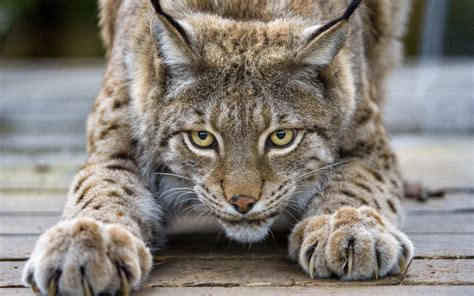 Fonds Décran Mignon Lynx Chat Yeux Des Griffes Le Visage 2560x1600