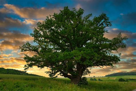 10 Types Of Oak Trees In Missouri Plant Grower Report